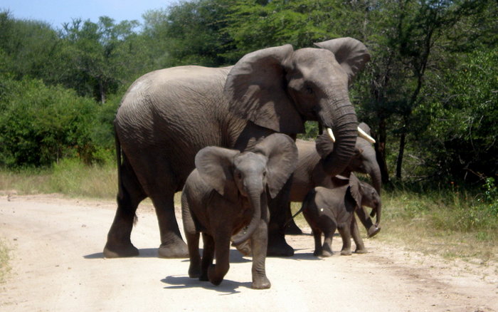 Elefantfamilie