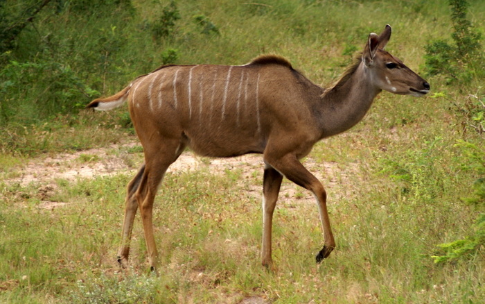 Kudu