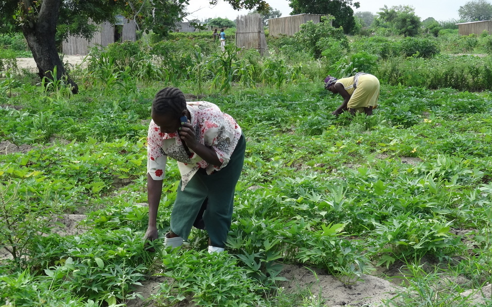 Kvinder på markarbejde. Med mobil.