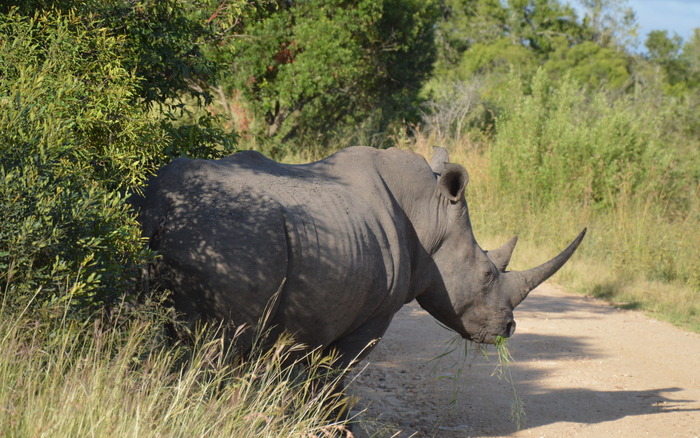 fuld stop for næsehorn