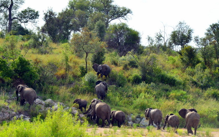 kæmpeflok elefanter